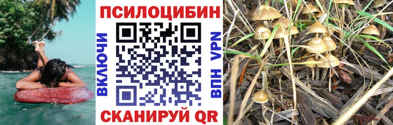 Купить закладки  Шенкурск  Галлюциногенные грибы Psilocybe 
